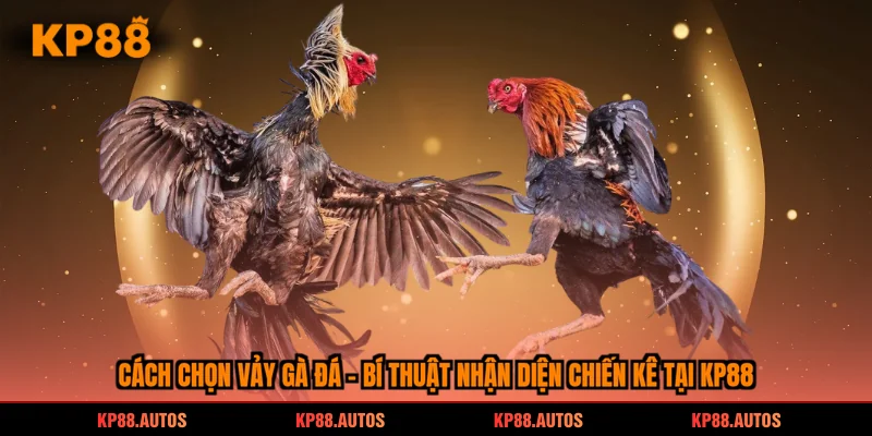 cách chọn vảy gà đá